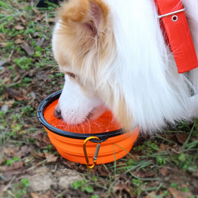 Comedouro Com Bebedouro Retrátil Para Pets